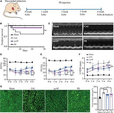 Chick early amniotic fluid component improves heart function and protects against inflammation after myocardial infarction in mice